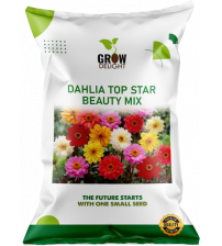 Grow Delight Imported Dahlia Top Star Beauty Mix 100 Seeds Grow Delight Imported Dahlia Top Star Beauty Mix 100 Seeds